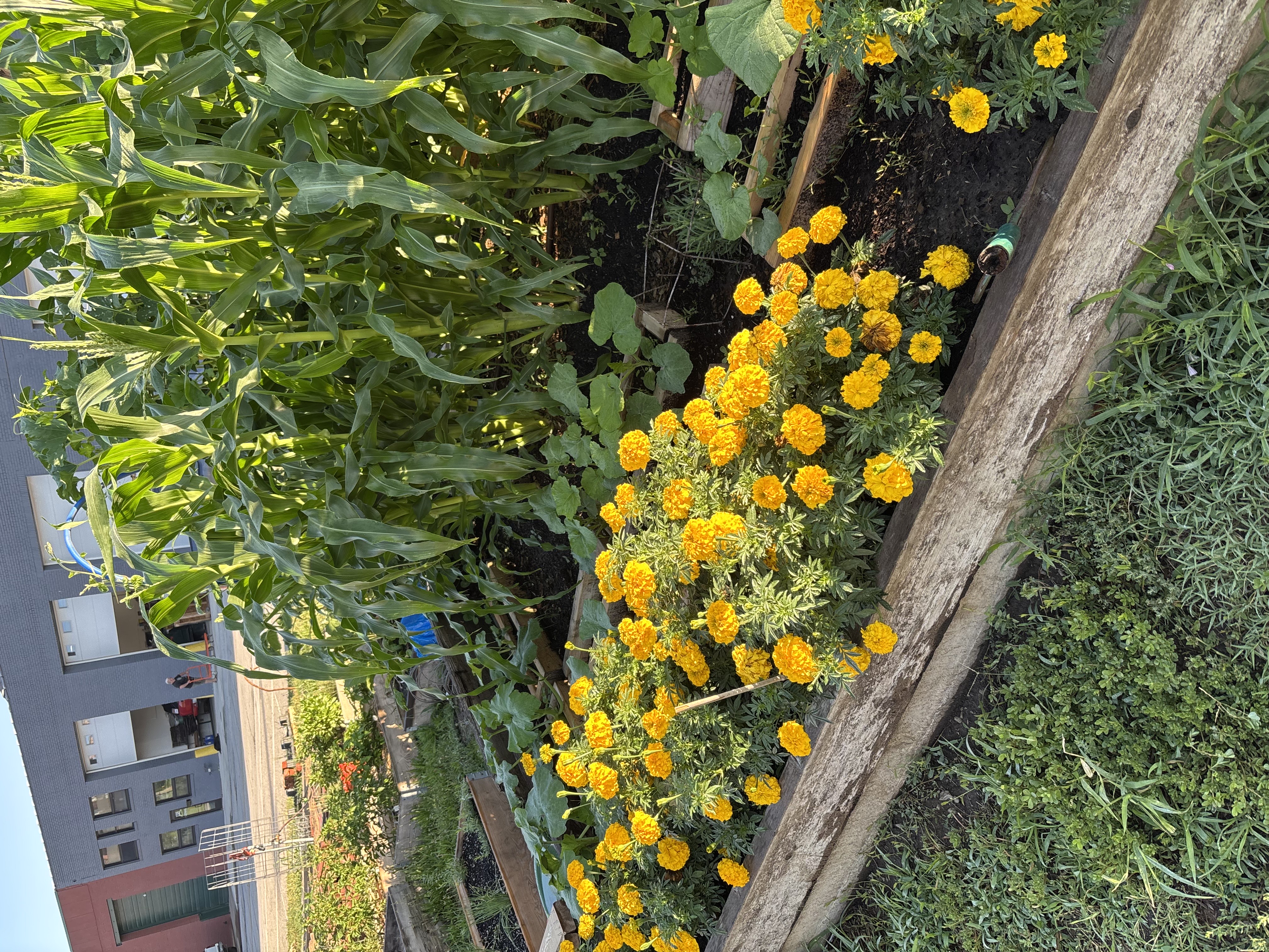 Current garden 3