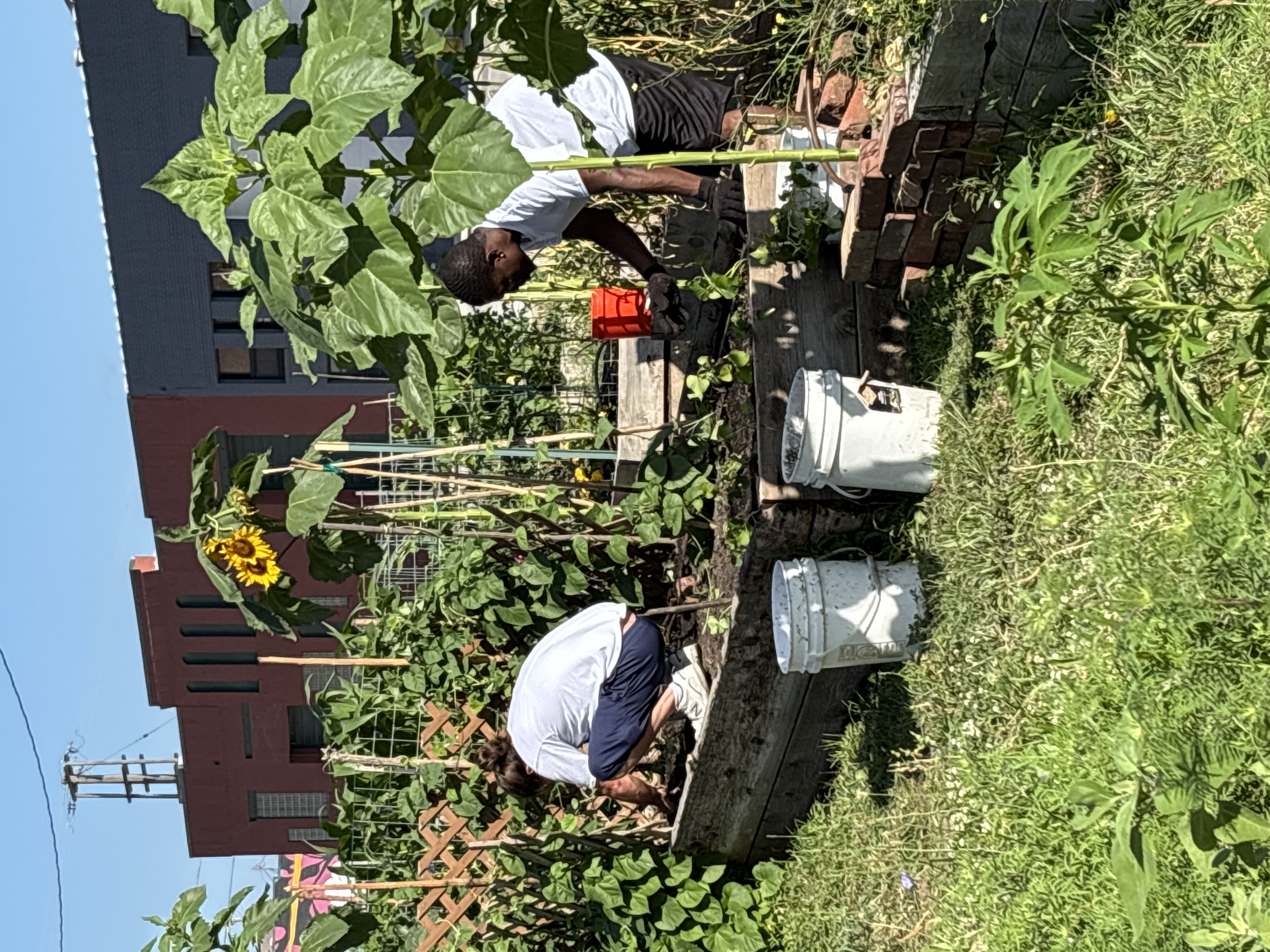 Current garden 6